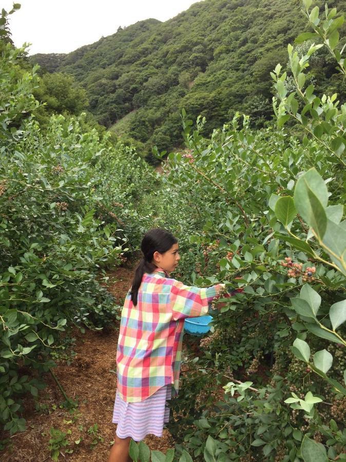 Kumano Winery Guest House Tanabe Bagian luar foto
